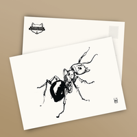 Postcard / Ant
