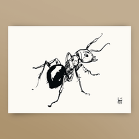 Postcard / Ant